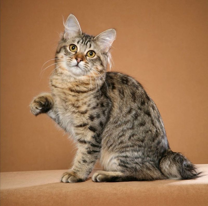 American Bobtail