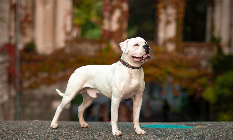 American Bulldog