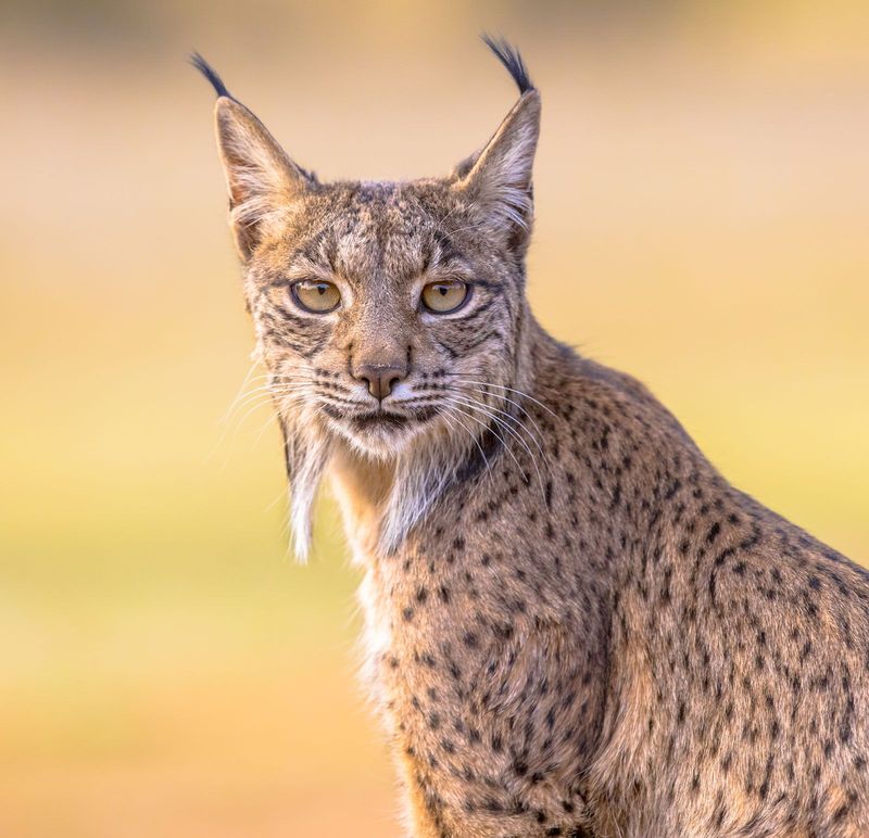 American Lynx