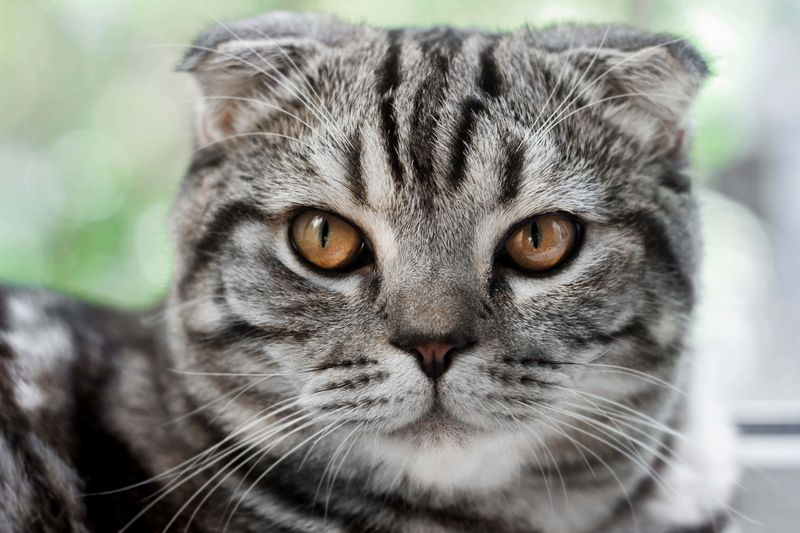 American Shorthair