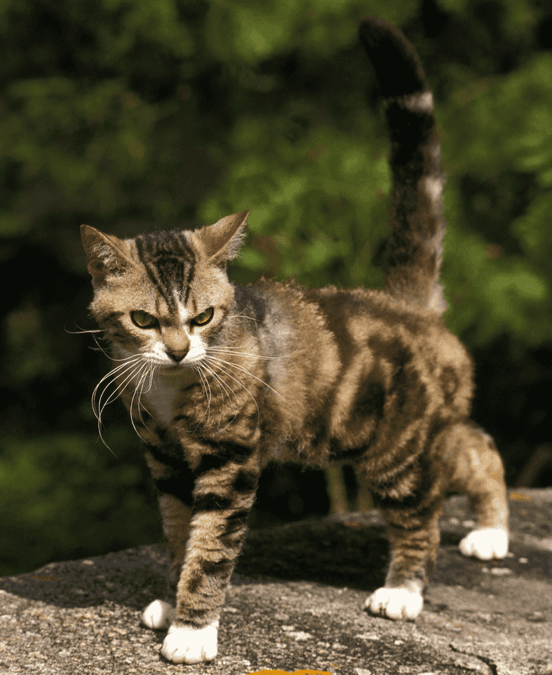 American Wirehair