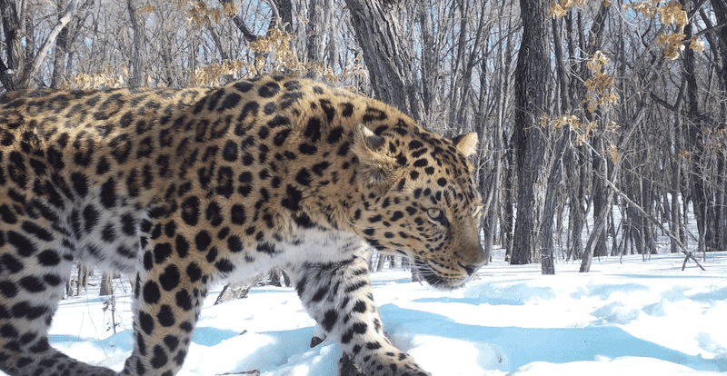 Amur Leopard