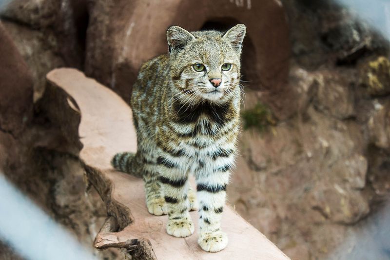 Andean Mountain Cat