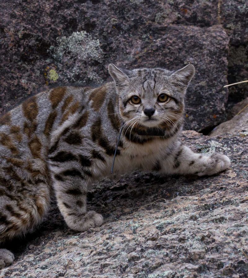 Andean Mountain Cat