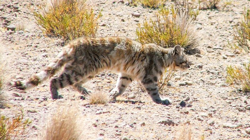 Andean Mountain Cat (Leopardus jacobita)