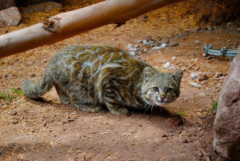 Andean Mountain Cat