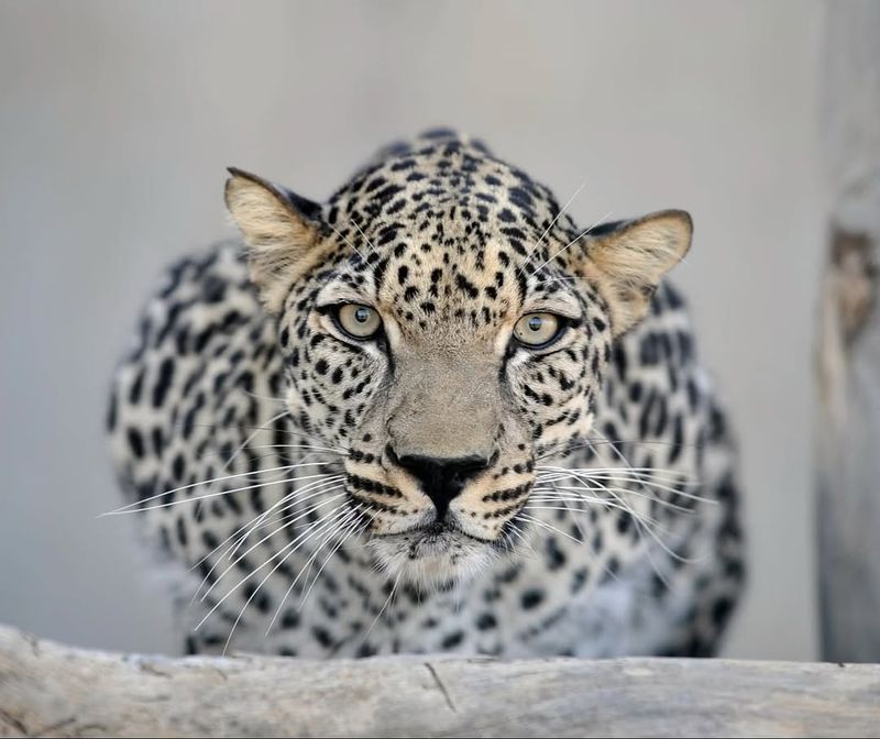Arabian Leopard (Panthera pardus nimr)