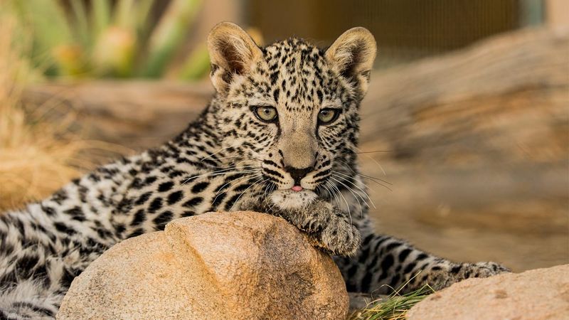 Arabian Leopard