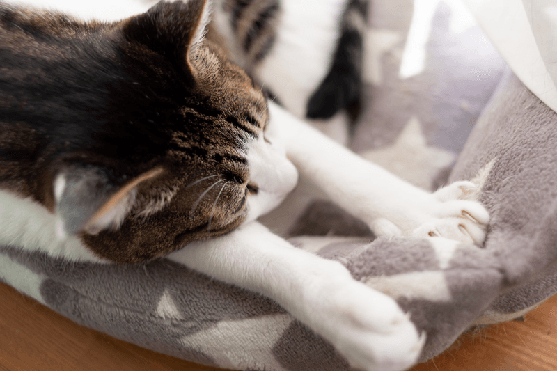 Are Cats Being Affectionate When They Knead?