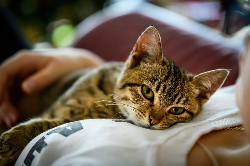 Are certain cat breeds more affectionate than others?