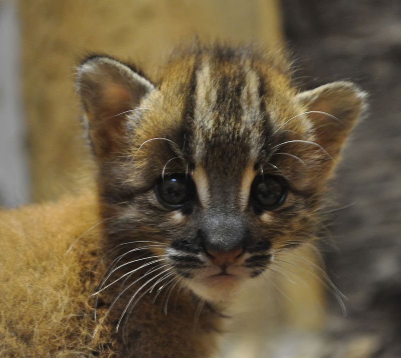 Asian Golden Cat