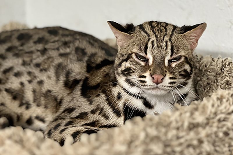 Asian Leopard Cat (Domesticated Variant)