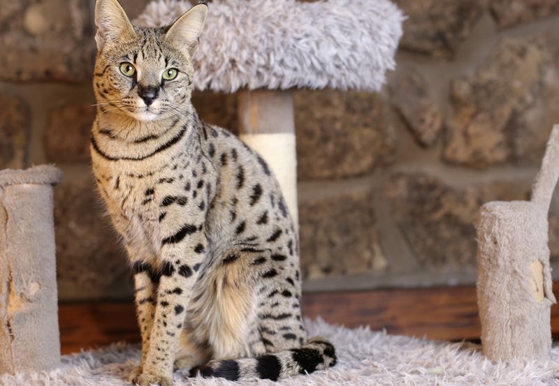 Asian Leopard Cat Hybrid