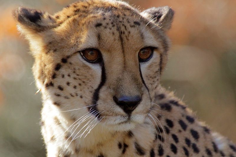 Asiatic Cheetah