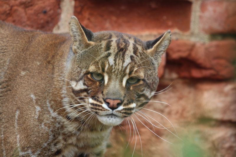 Asiatic Golden Cat