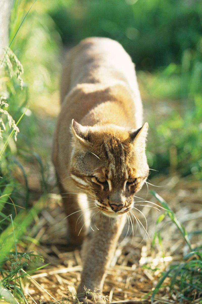 Asiatic Golden Cat (Catopuma temminckii)