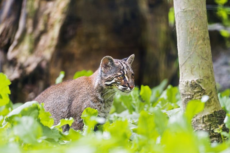 Asiatic Golden Cat