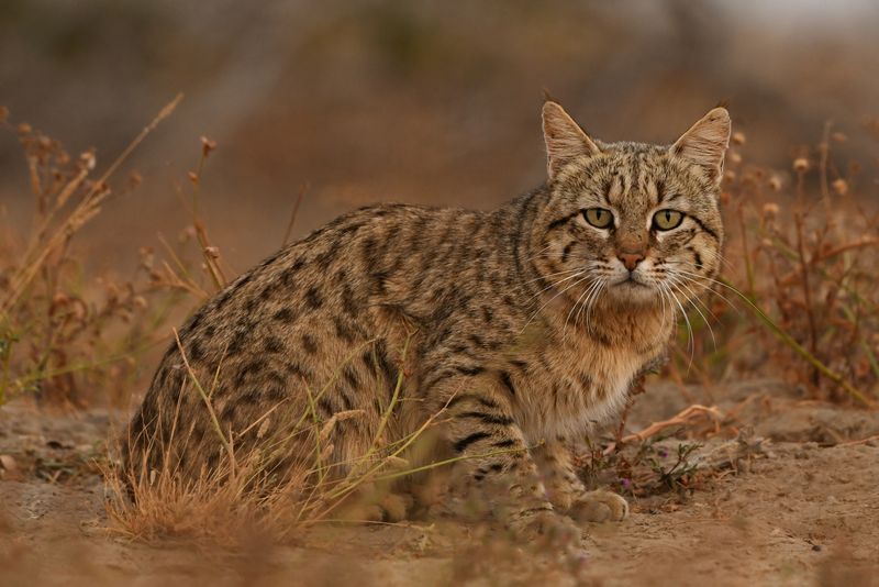 Asiatic Wildcat (Felis lybica ornata)