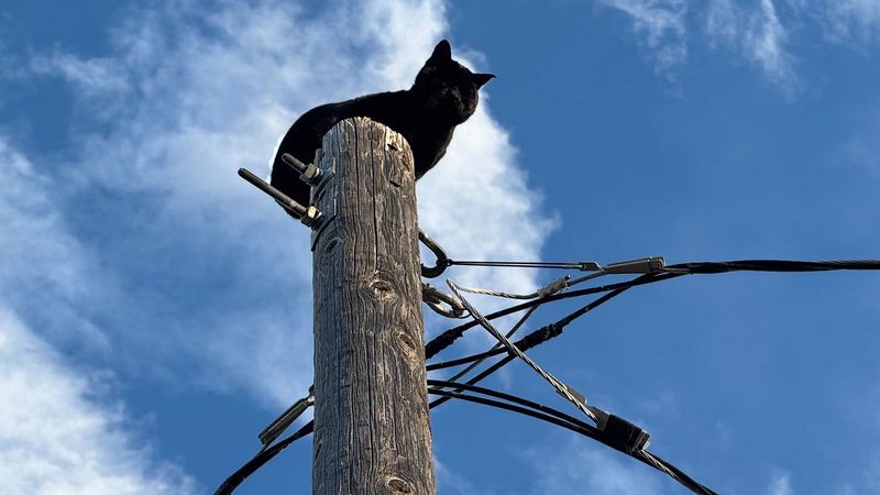 Atop Telephone Poles