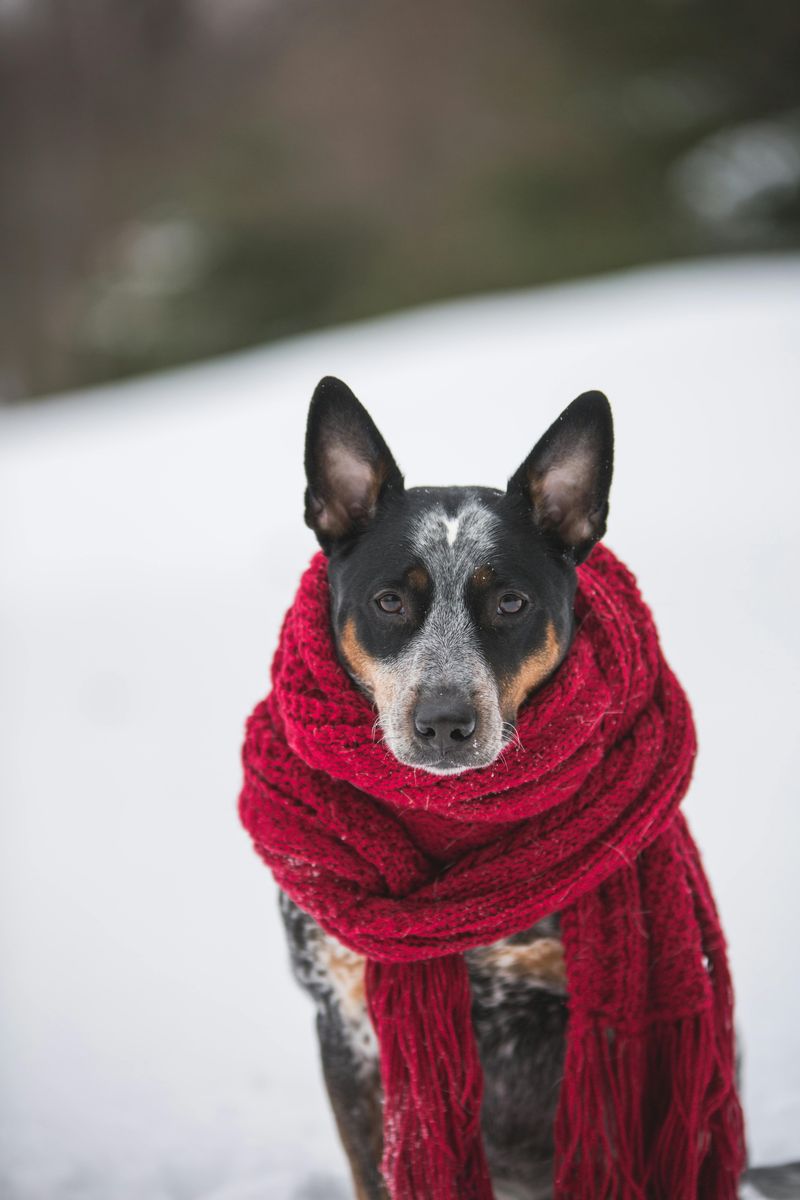 Australian Cattle Dog