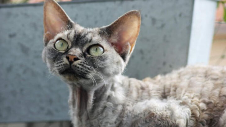 Battle of the Breeds: 15 Ways Sphynx and Devon Rex Cats Stand Apart!