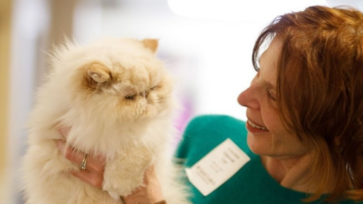 Behind Blue Eyes: 16 Adorable Himalayan Cat Traits That Will Make You Love Them Even More