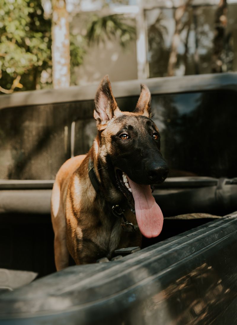 Belgian Malinois