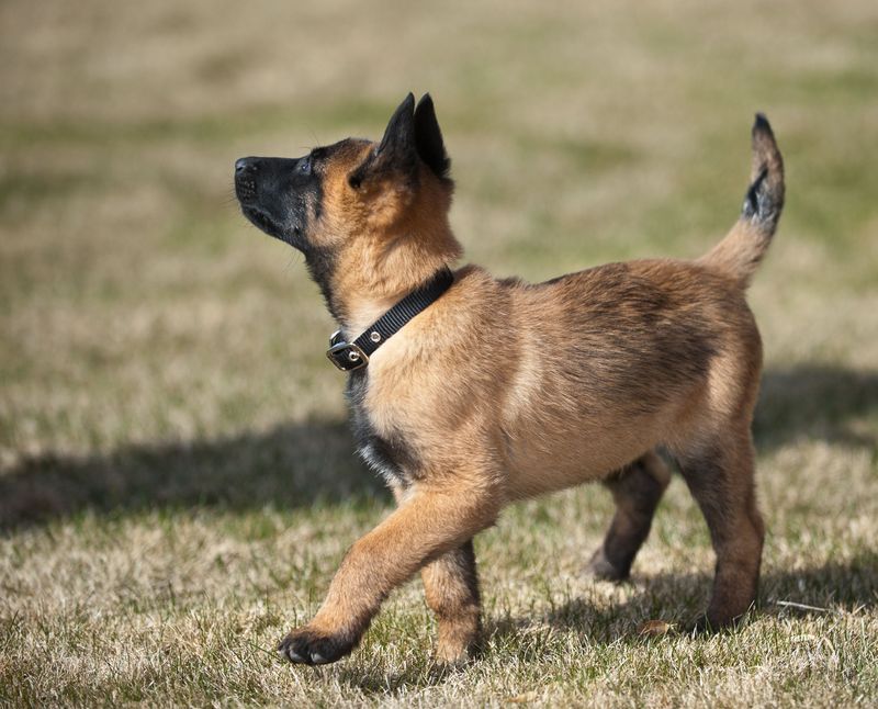 Belgian Malinois