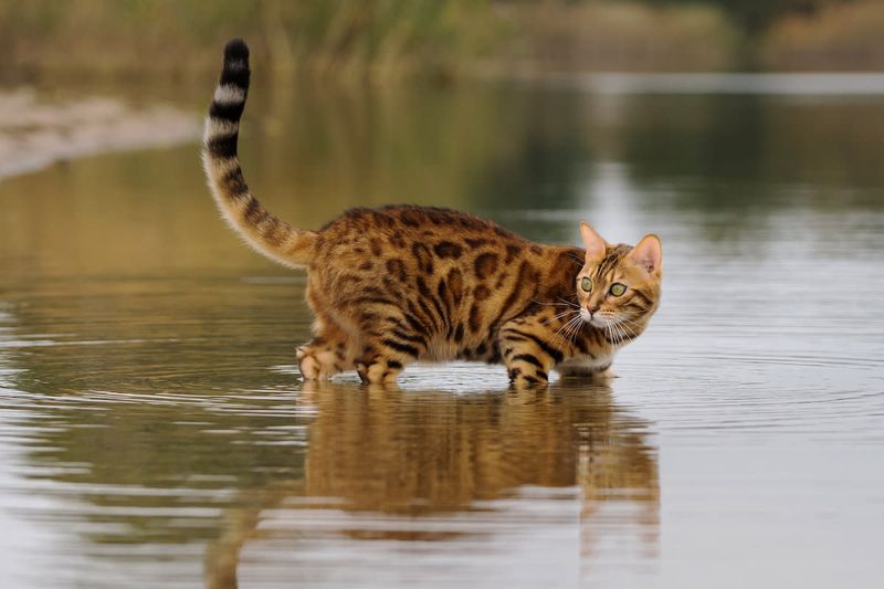 Bengal