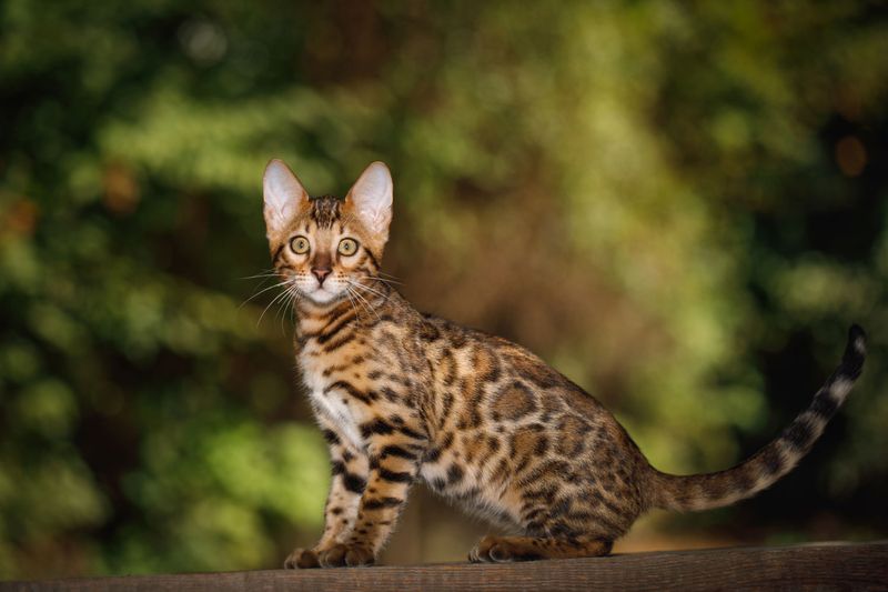 Bengal