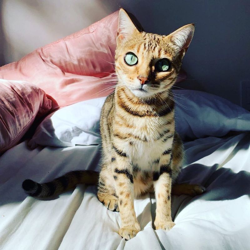 Bengal