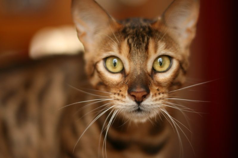 Bengal