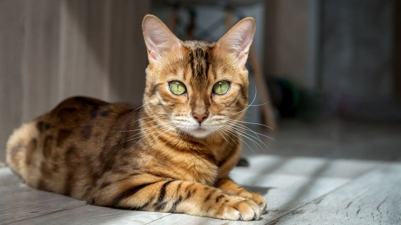 Bengal