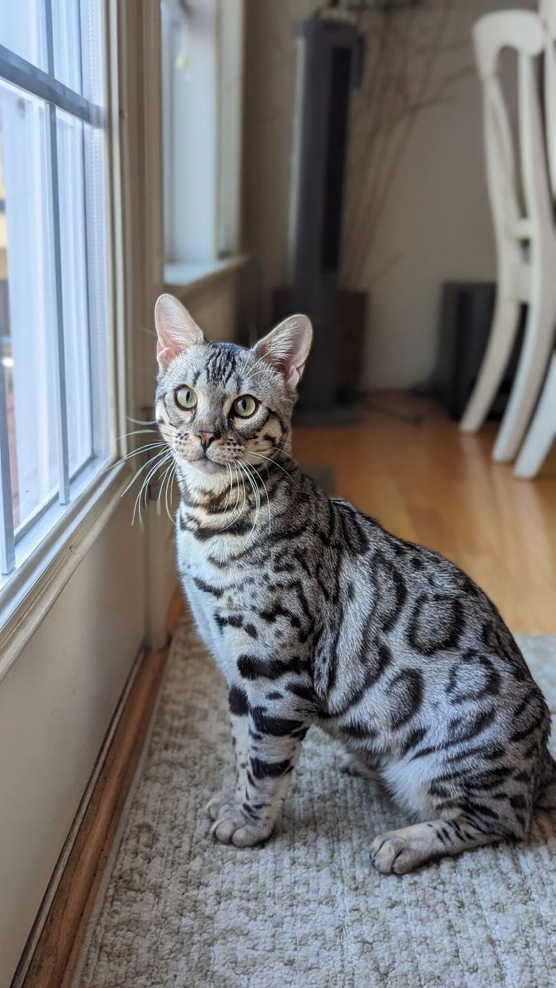 Bengal