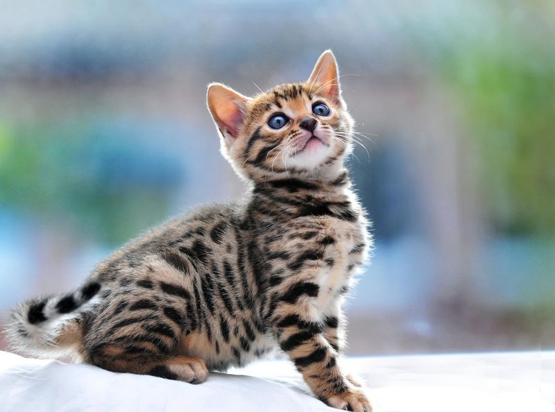 Bengal