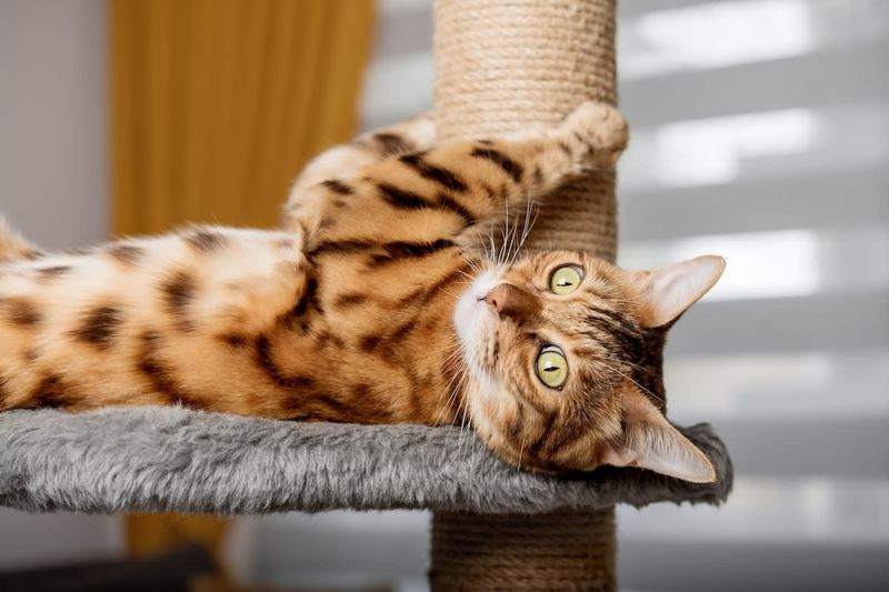 Bengal