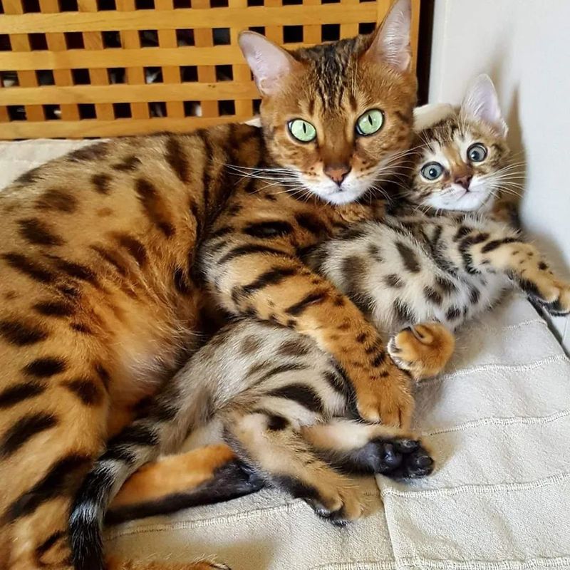 Bengal