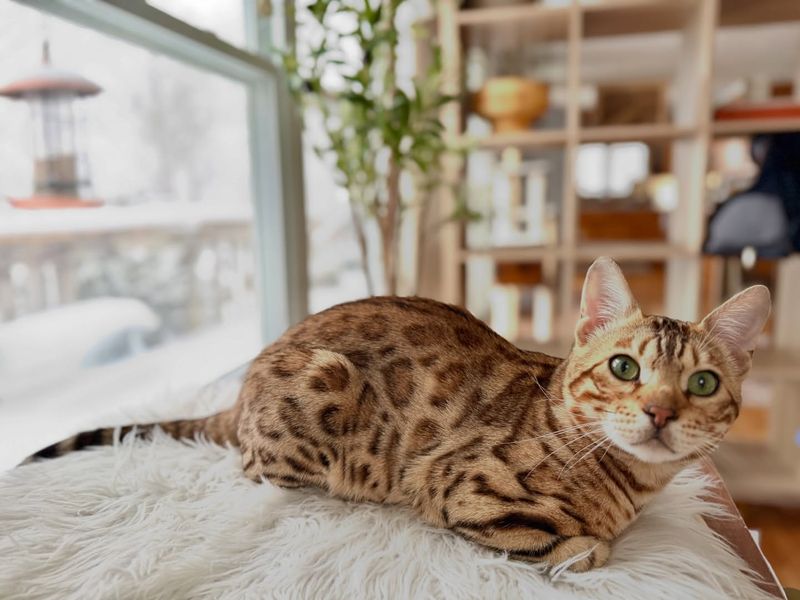 Bengal