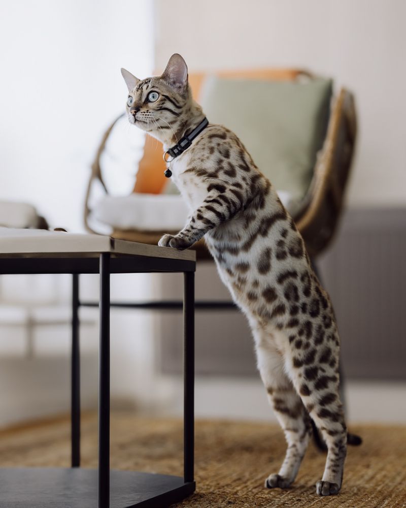 Bengal