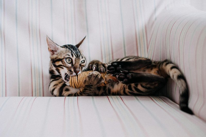 Bengal Cat