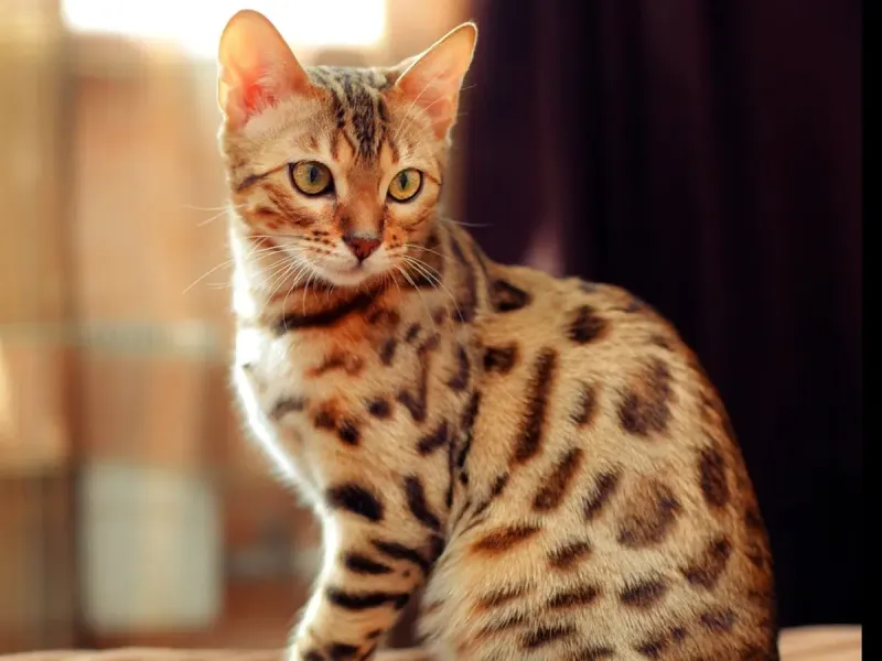 Bengal Cat