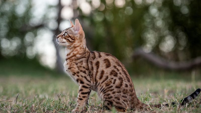 Bengal Cat