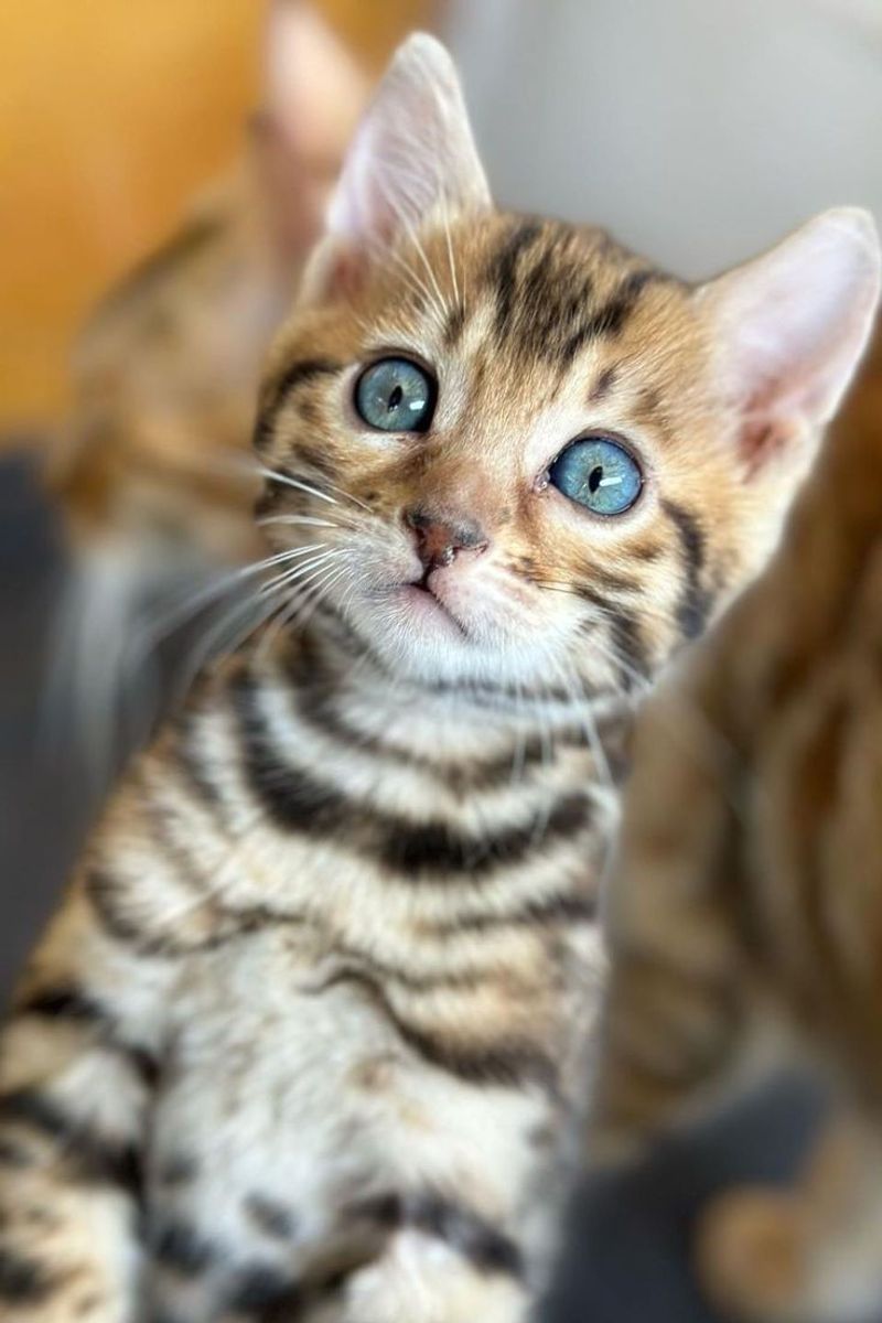 Bengal Cat