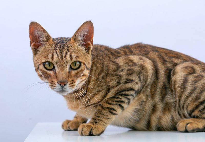 Bengal Cat