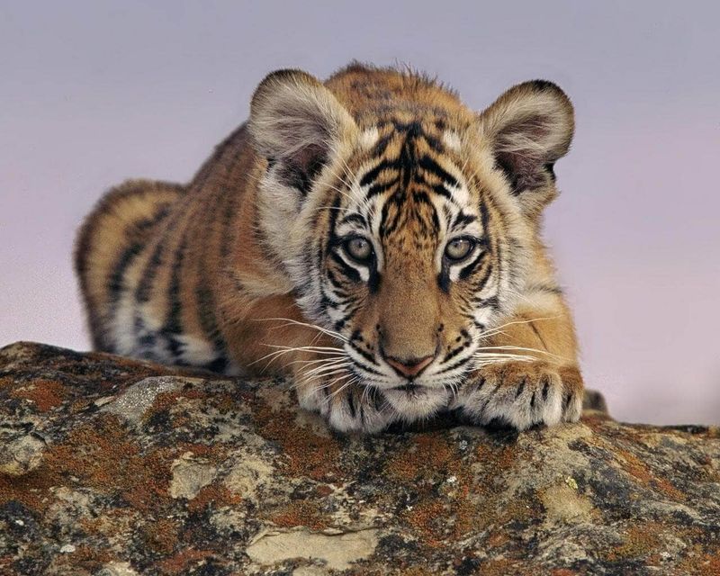 Bengal Tiger