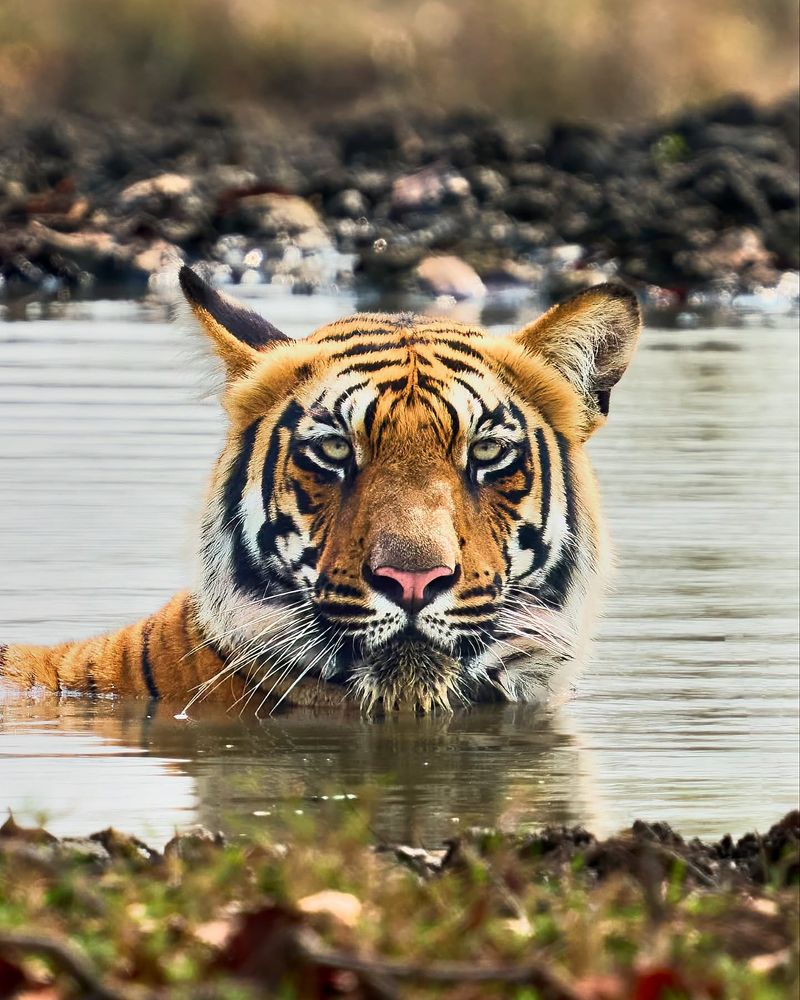 Bengal Tiger