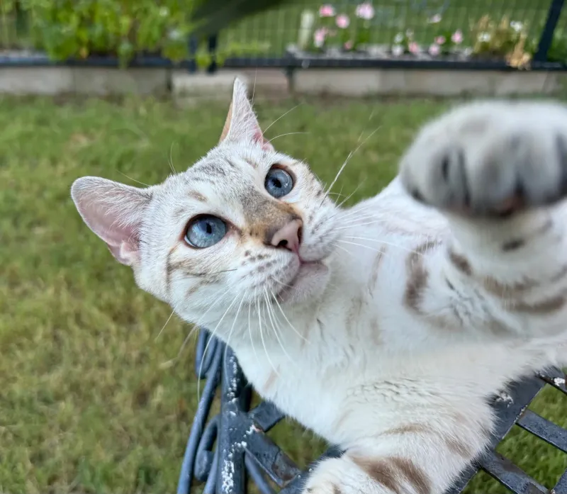 Bengal