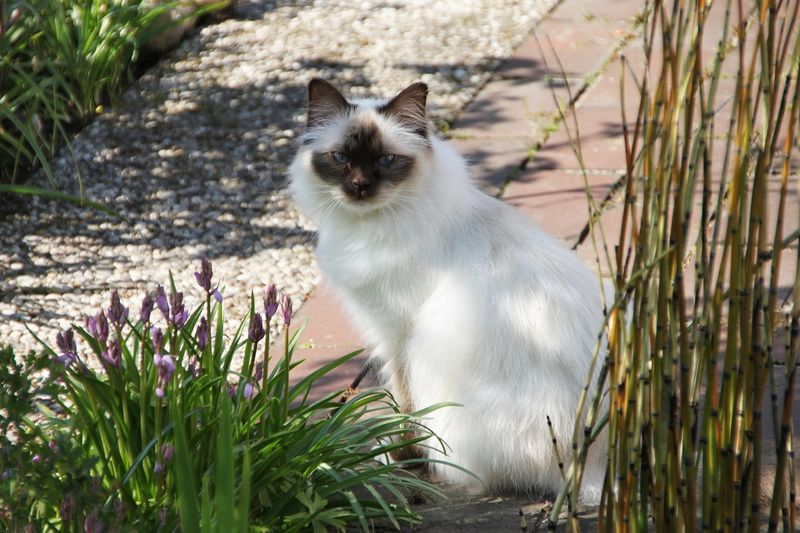 Birman