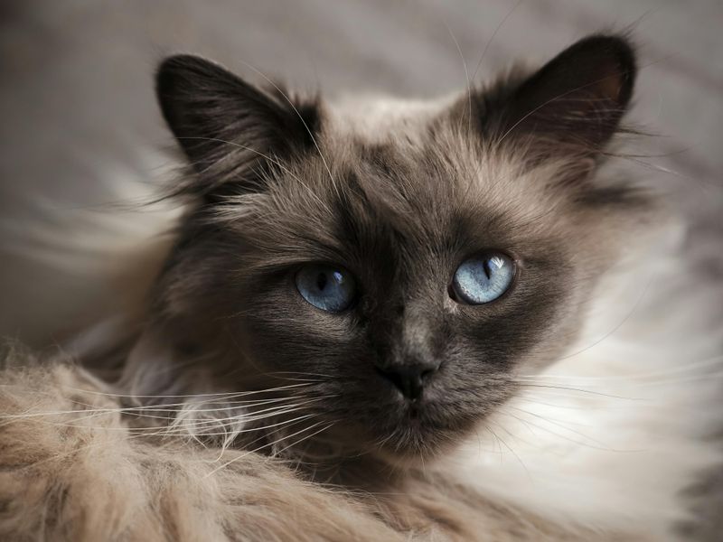 Birman