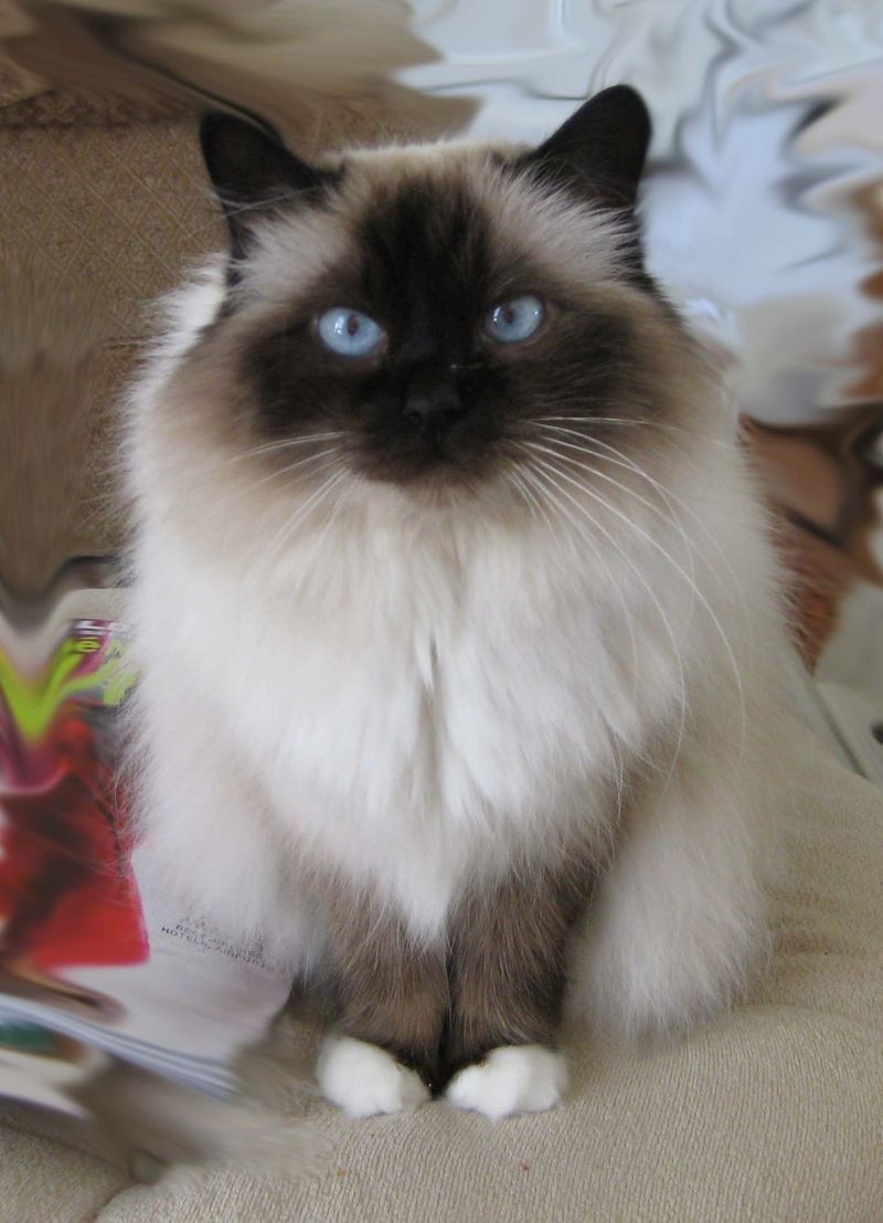 Birman